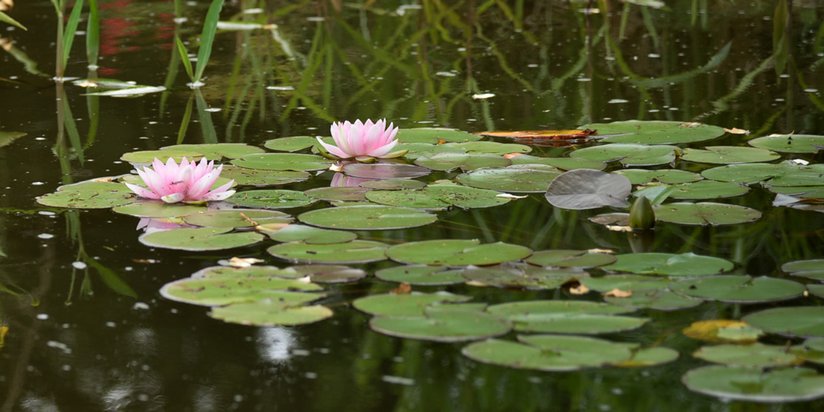 Seerosen im Garten des Seniorencentrums 