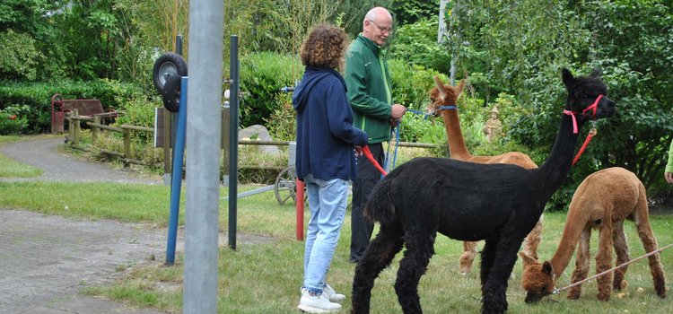 Alpaca-Besuch-_70__743x346