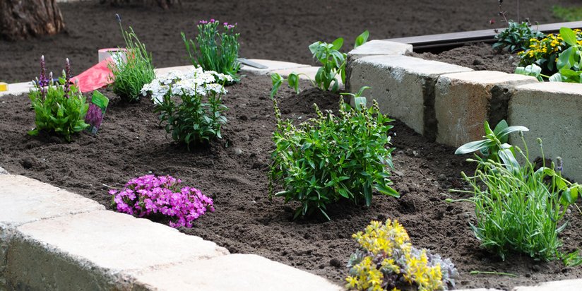 Frische und blühende Pflanzen im Blumenbeet 